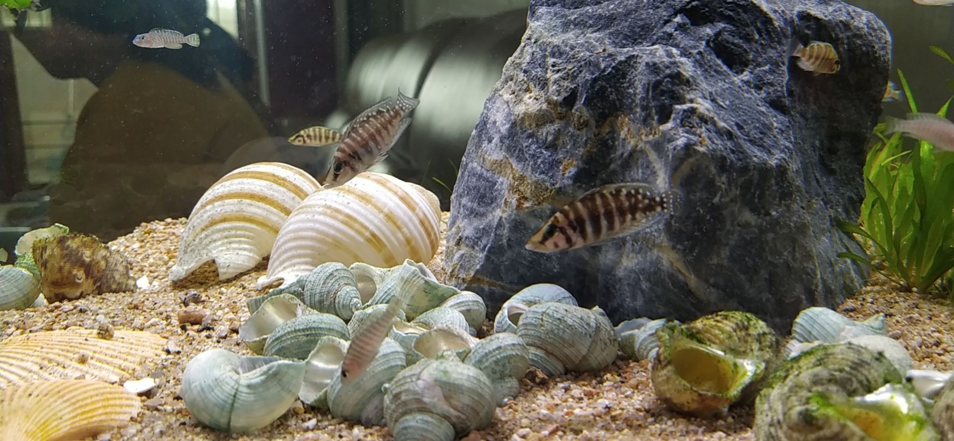 鄭州觀賞魚市場坦湖大混養記錄一下