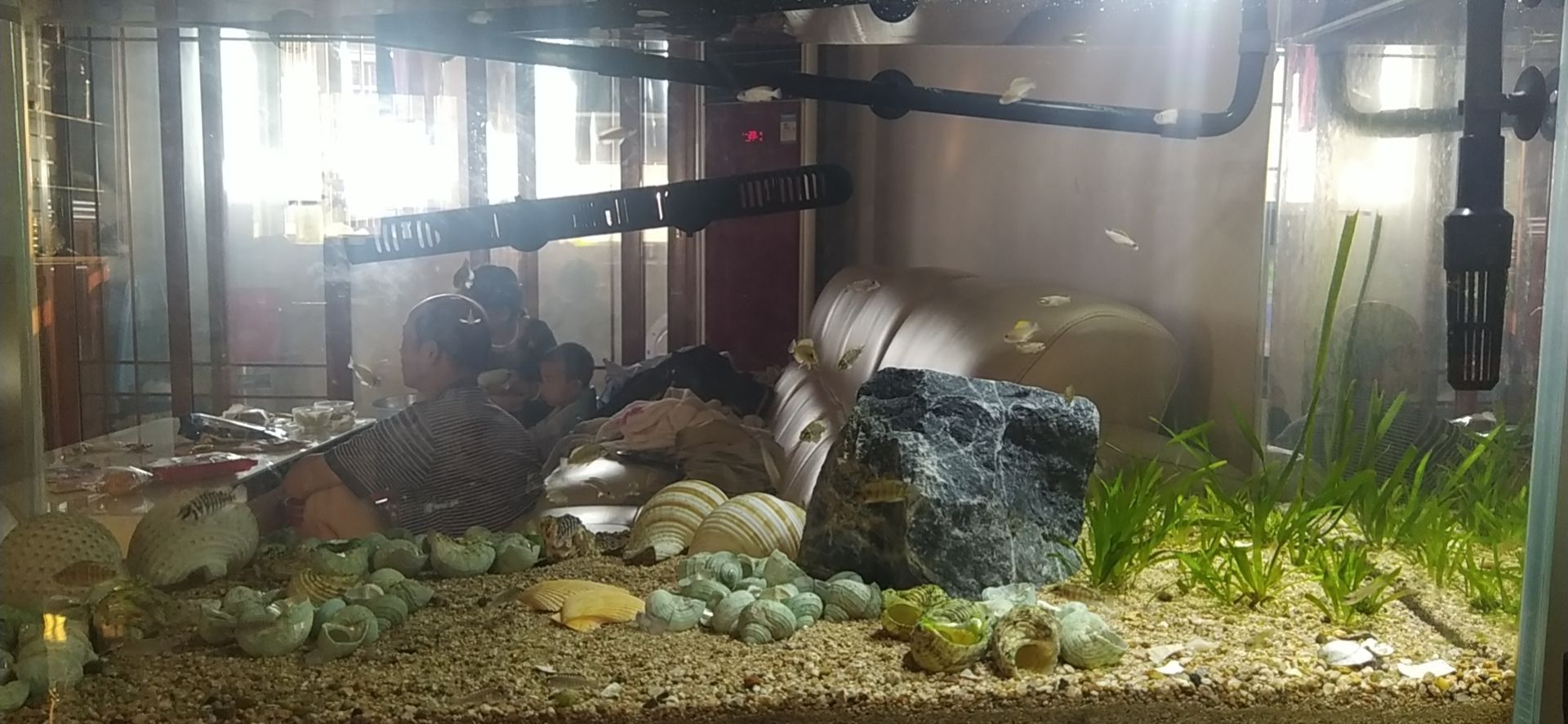 鄭州觀賞魚市場坦湖大混養記錄一下