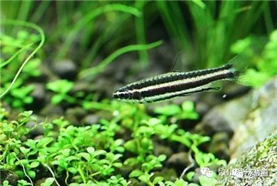 龍魚老爬缸怎么辦（龍魚為什么老是爬缸，是不是水質(zhì)問題導致龍魚頻繁爬缸） 龍魚老爬缸怎么辦（龍魚為什么老是爬缸，是不是水質(zhì)問題導致龍魚頻繁爬缸） 觀賞魚百科 第1張