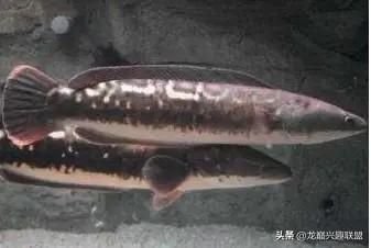 龍魚老爬缸怎么辦（龍魚為什么老是爬缸，是不是水質(zhì)問題導致龍魚頻繁爬缸） 龍魚老爬缸怎么辦（龍魚為什么老是爬缸，是不是水質(zhì)問題導致龍魚頻繁爬缸） 觀賞魚百科 第3張