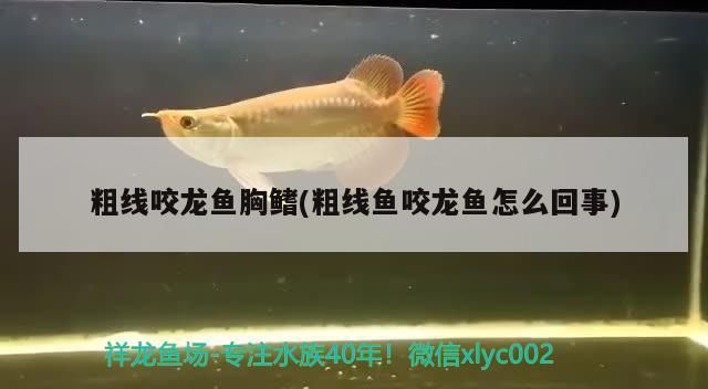 粗線咬龍魚胸鰭(粗線魚咬龍魚怎么回事)