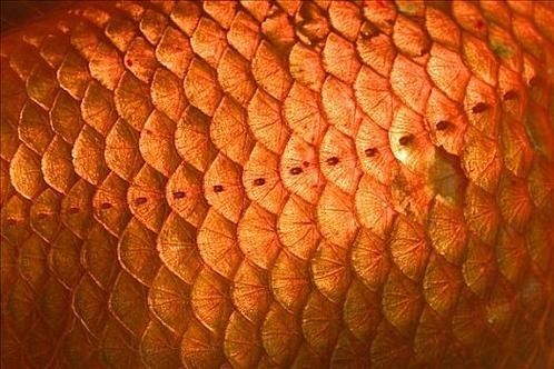 延壽金龍魚長什么樣子圖片 延壽金龍魚長什么樣子圖片 觀賞魚百科 第8張