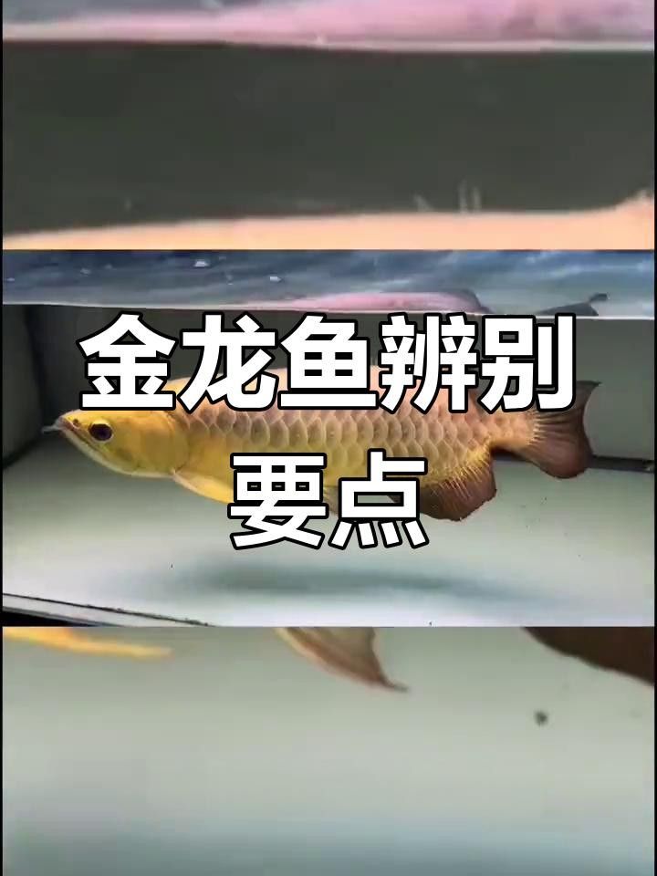 延壽金龍魚長什么樣子圖片 延壽金龍魚長什么樣子圖片 觀賞魚百科 第13張