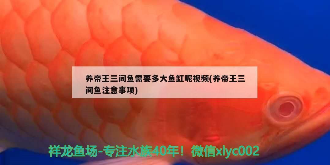 養帝王三間魚需要多大魚缸呢視頻(養帝王三間魚注意事項)