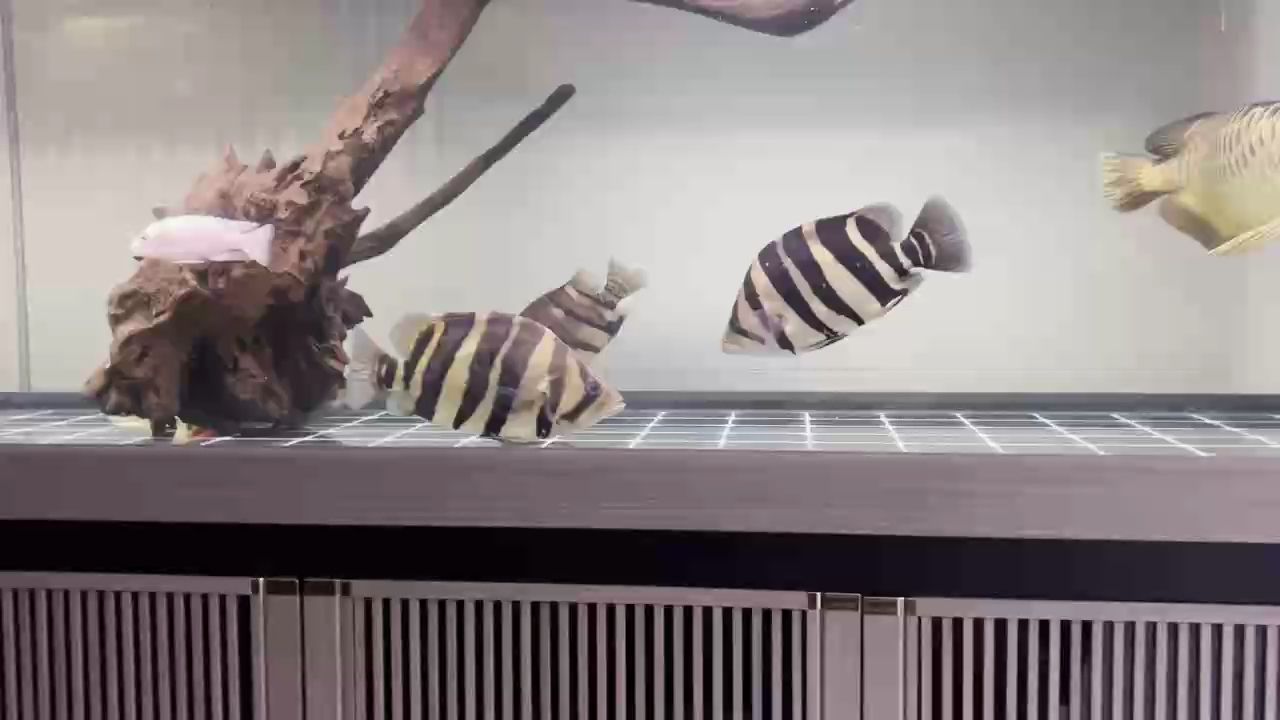 吃飽遛彎