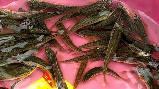 新疆狗頭魚