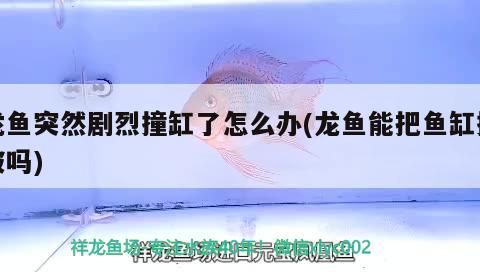 龍魚突然劇烈撞缸了怎么辦(龍魚能把魚缸撞破嗎)