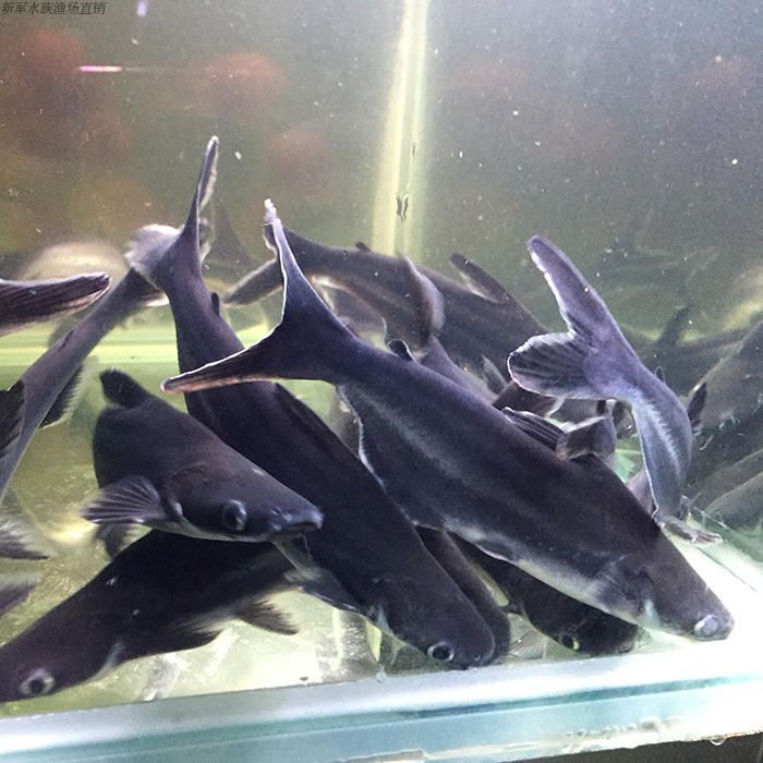 淡水魚觀賞魚有哪些種類（淡水觀賞魚的種類） 淡水魚觀賞魚有哪些種類（淡水觀賞魚的種類） 觀賞魚百科 第2張