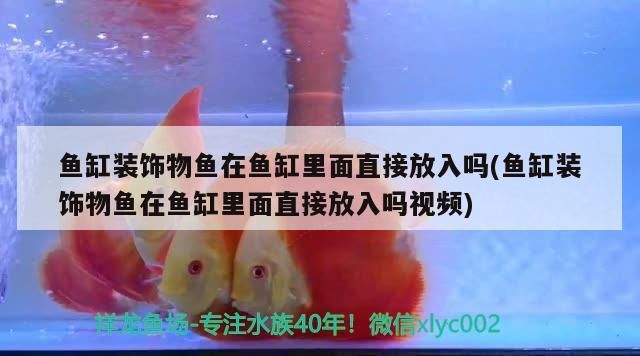 海洋水族館的魚，你知道多少？（上海海洋水族館作文2、描寫水族館作文3、許昌海洋館）