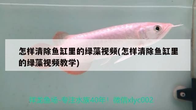 海洋水族館的魚，你知道多少？（上海海洋水族館作文2、描寫水族館作文3、許昌海洋館）