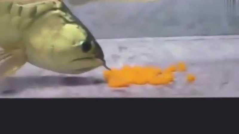 龍魚孵化小魚過程視頻