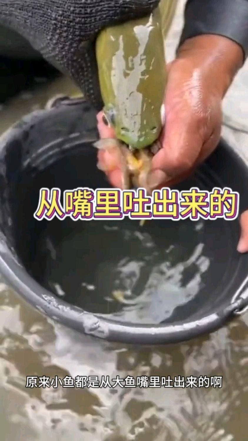 龍魚孵化小魚過程視頻