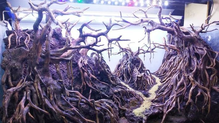 龍魚常見的疾病有哪些呢（龍魚常見的疾病有哪些呢圖片） 龍魚常見的疾病有哪些呢（龍魚常見的疾病有哪些呢圖片） 觀賞魚百科
