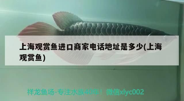 上海觀賞魚進口商家電話地址是多少(上海觀賞魚) 上海觀賞魚進口商家電話地址是多少(上海觀賞魚) 觀賞魚百科