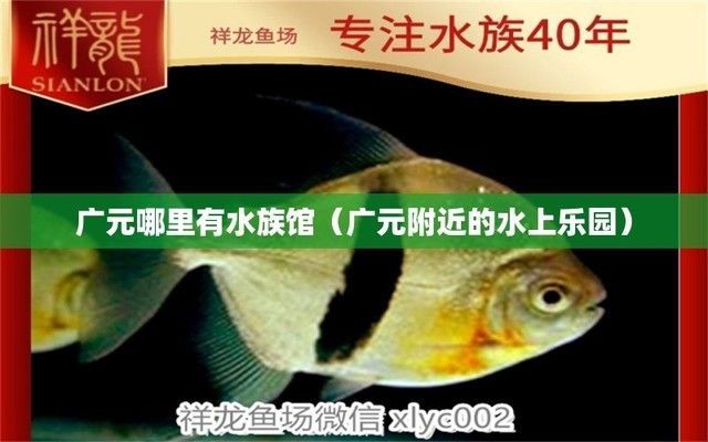 廣元龍魚專賣店：廣元哪里有賣魚缸的地方