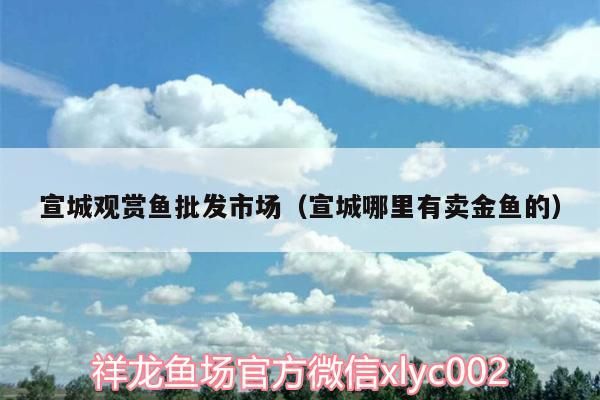 宣城觀賞魚批發市場（宣城哪里有賣金魚的）
