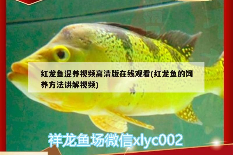 紅龍魚混養視頻高清版在線觀看(紅龍魚的飼養方法講解視頻)