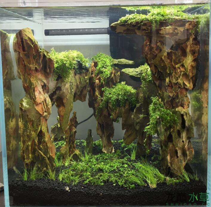 新手不懂在水族市場買了一套求指教