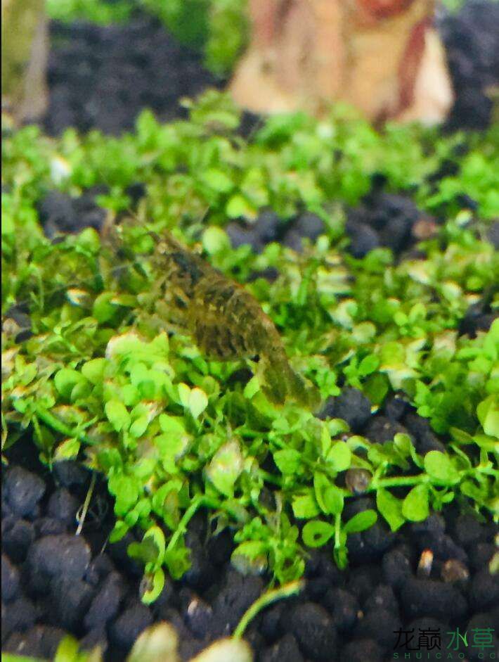 新手不懂在水族市場買了一套求指教