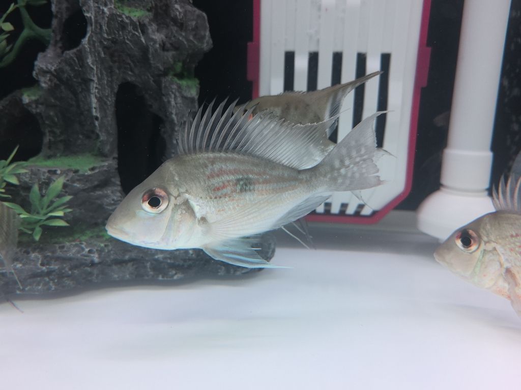 大佬，這是什么魚呀