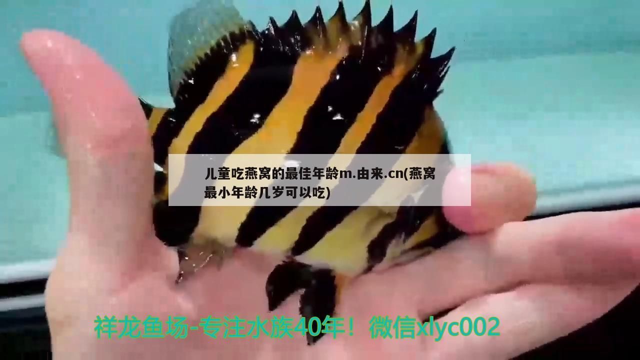 兒童吃燕窩的最佳年齡m.由來(lái).cn(燕窩最小年齡幾歲可以吃)