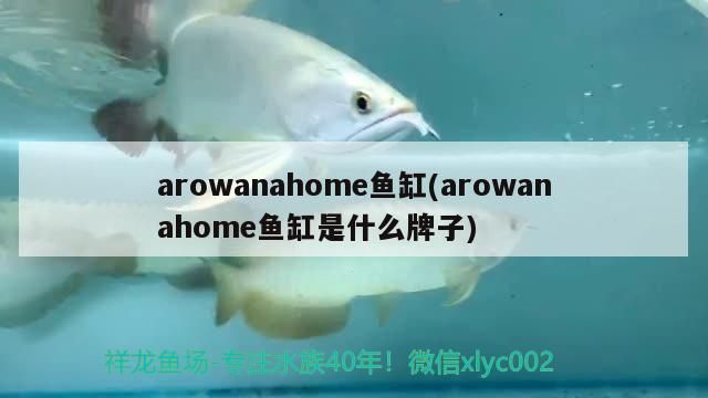 arowanahome魚缸(arowanahome魚缸是什么牌子)