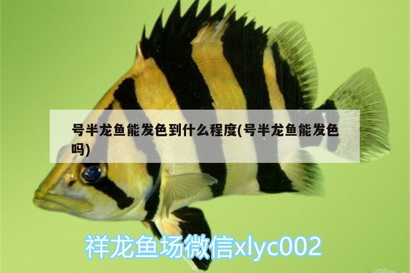 號半龍魚能發色到什么程度(號半龍魚能發色嗎)