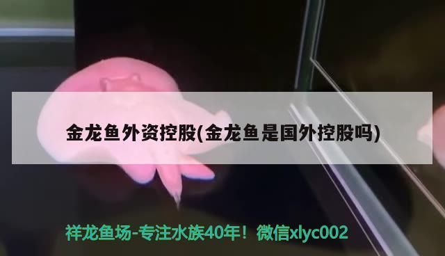 金龍魚(yú)外資控股(金龍魚(yú)是國(guó)外控股嗎)