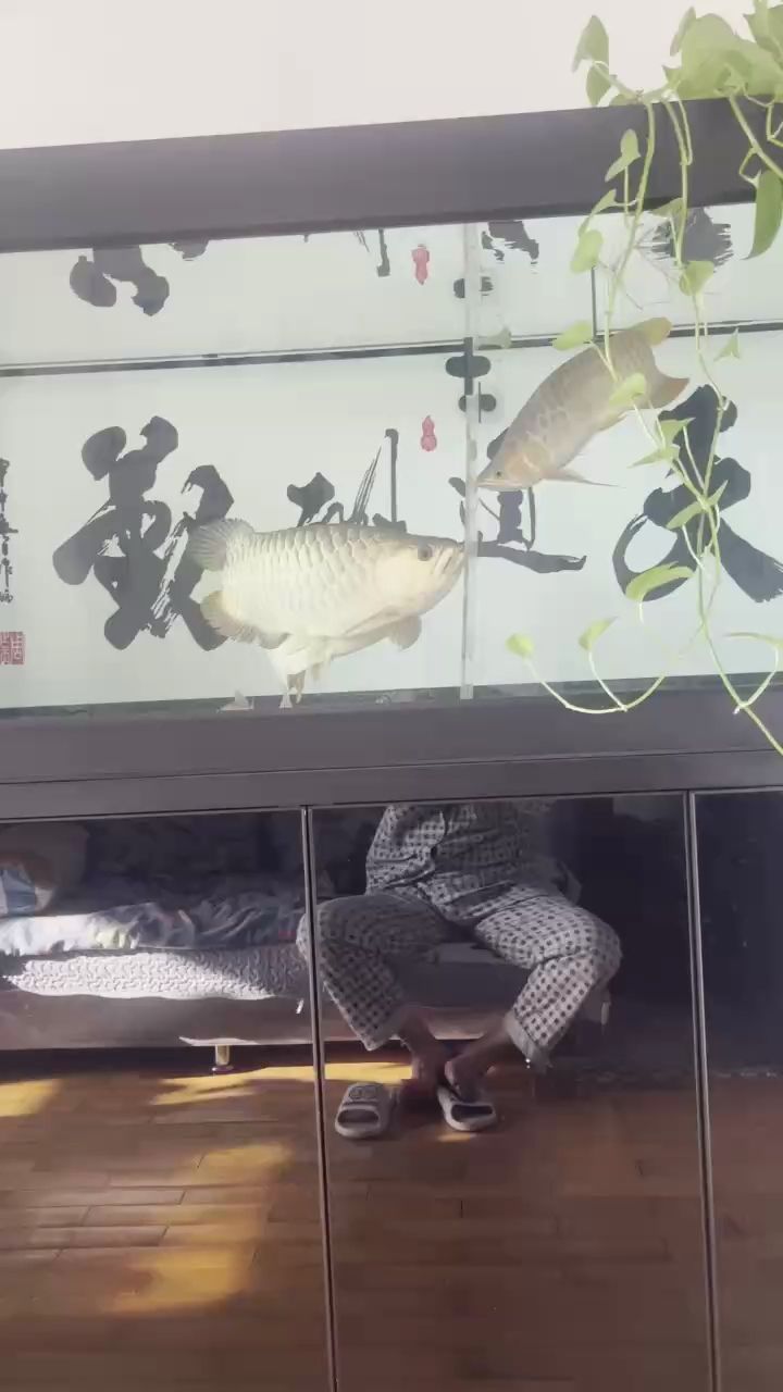 小龍32個(gè)月了