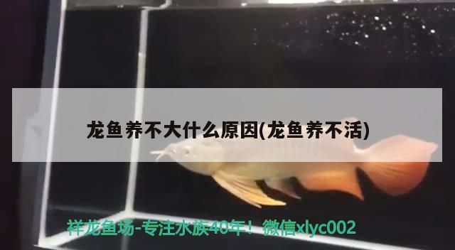 龍魚養不大什么原因(龍魚養不活)