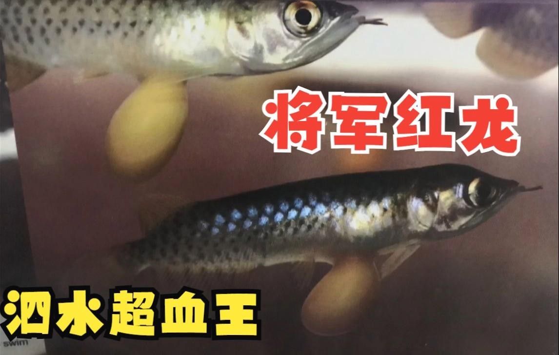 將軍紅龍魚有什么特點
