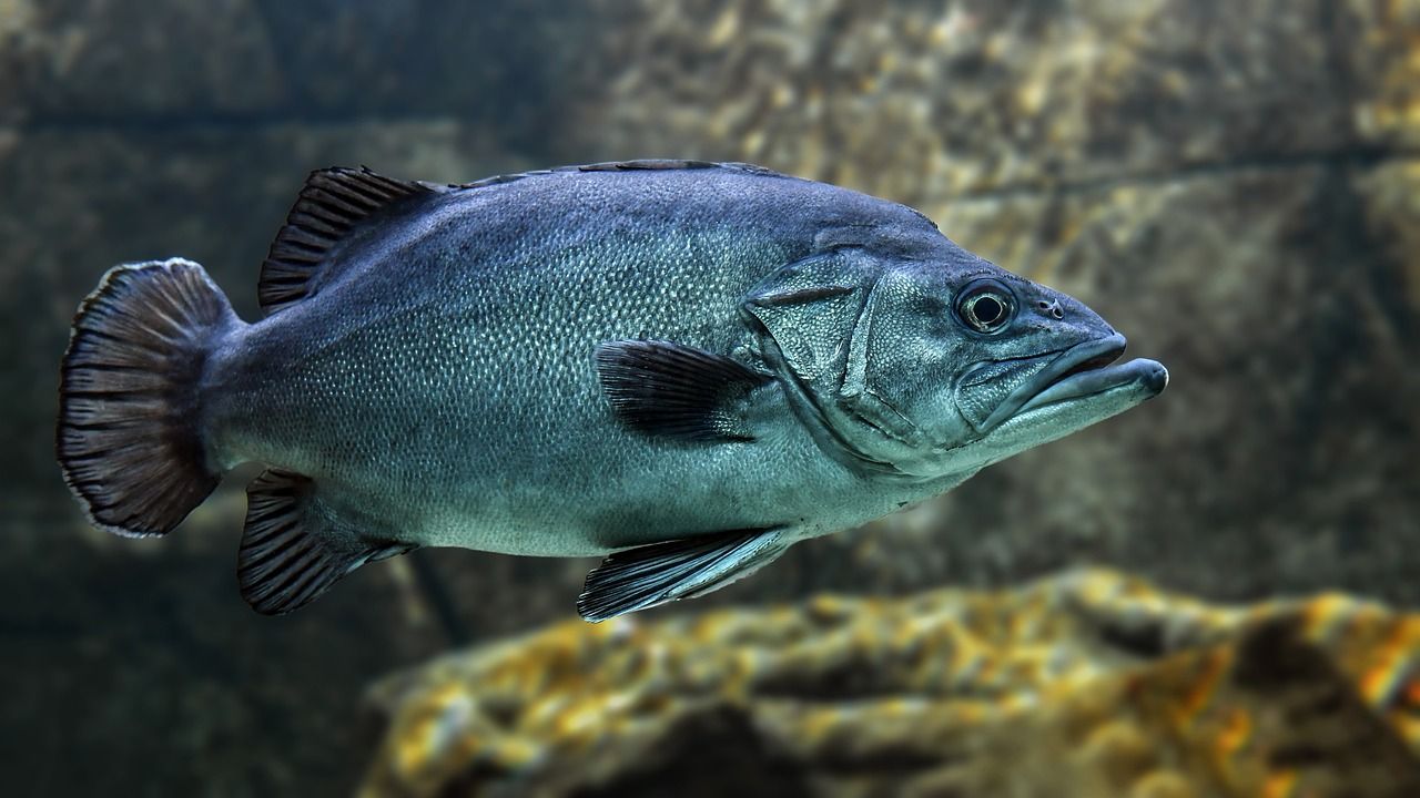 體型最小的龍魚排名（最小的龍魚有多大）