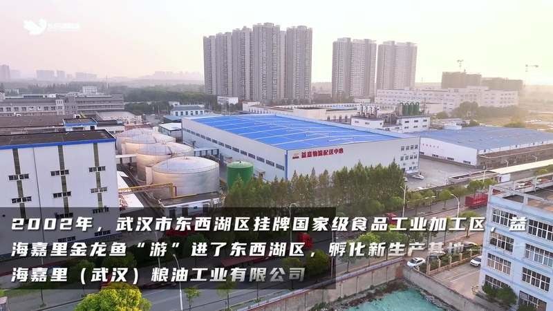 湖北金龍魚廠家地址