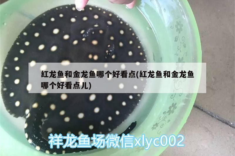 六角龍魚多久喂一次魚食好