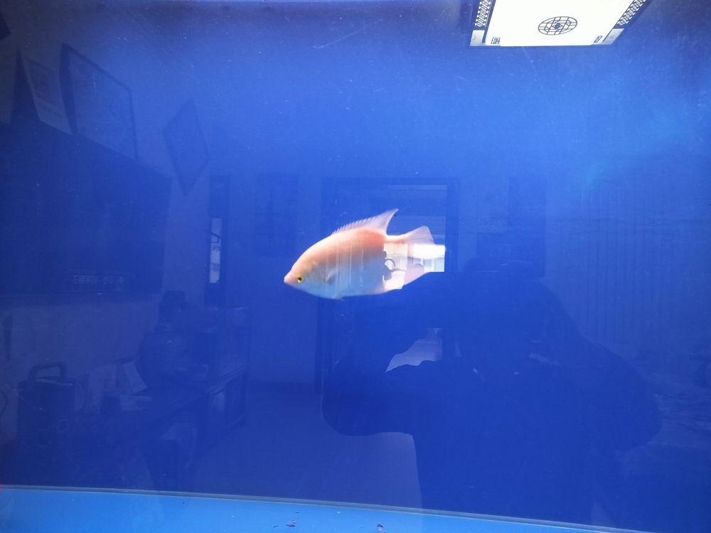 招財魚跳缸