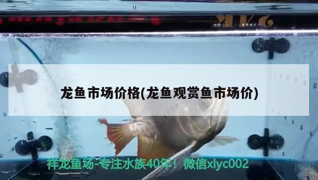 龍魚市場(chǎng)價(jià)格(龍魚觀賞魚市場(chǎng)價(jià))