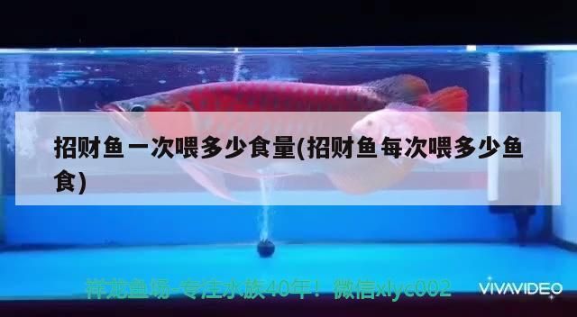 招財魚一次喂多少食量(招財魚每次喂多少魚食)