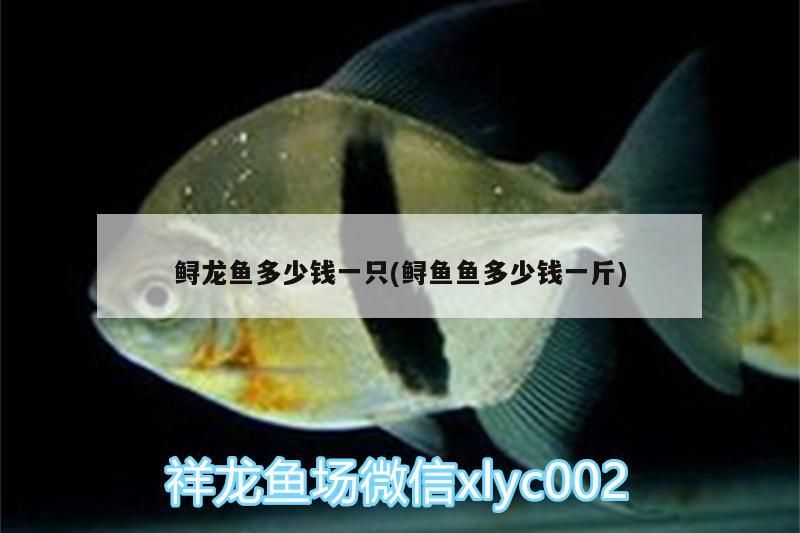 鱘龍魚多少錢一只(鱘魚魚多少錢一斤)