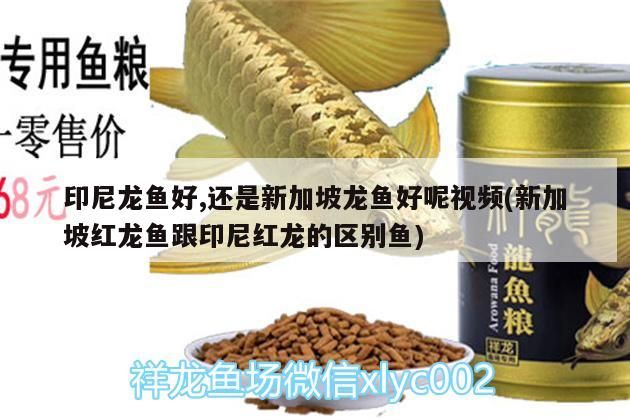 印尼龍魚好,還是新加坡龍魚好呢視頻(新加坡紅龍魚跟印尼紅龍的區別魚)