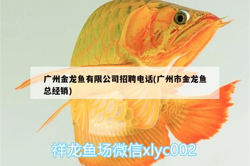 廣州金龍魚有限公司招聘電話(廣州市金龍魚總經(jīng)銷)