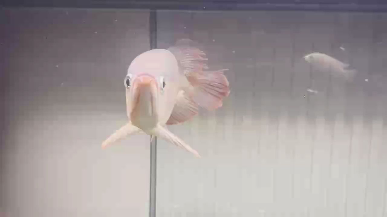 磷框發色一大半了 磷框發色一大半了 龍魚論壇