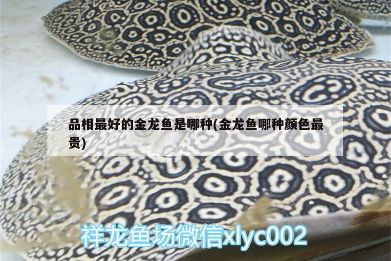 品相最好的金龍魚是哪種(金龍魚哪種顏色最貴)