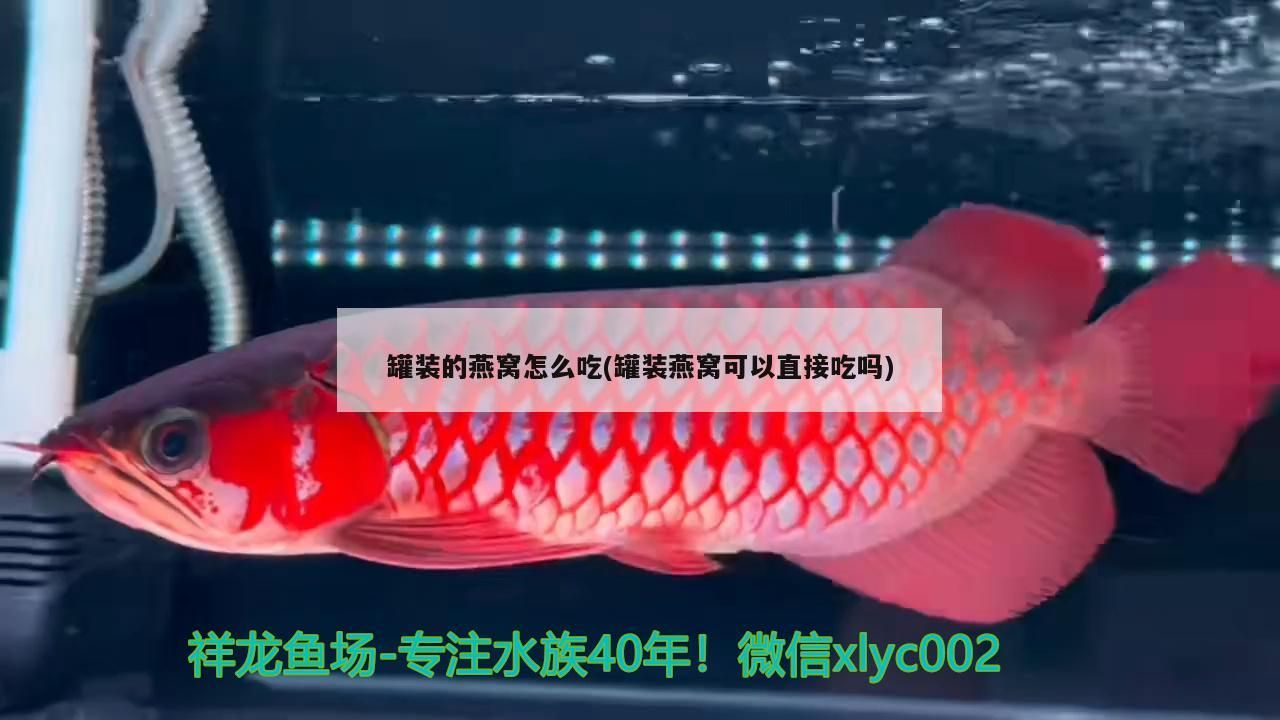 罐裝的燕窩怎么吃(罐裝燕窩可以直接吃嗎)
