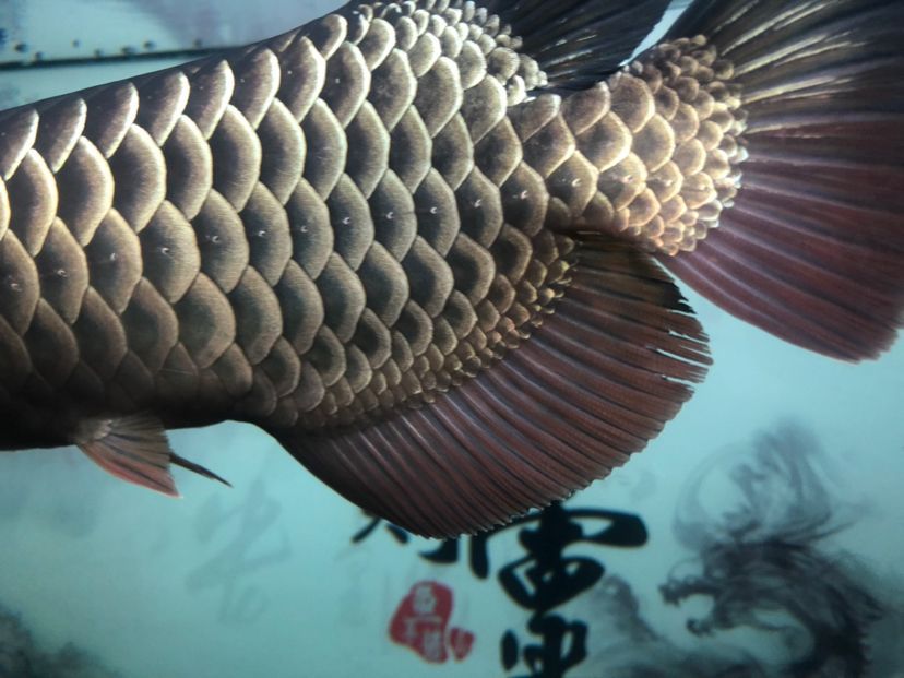 求救，昨天換水之后魚鰭開了