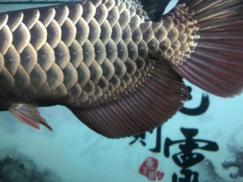 求救，昨天換水之后魚鰭開了