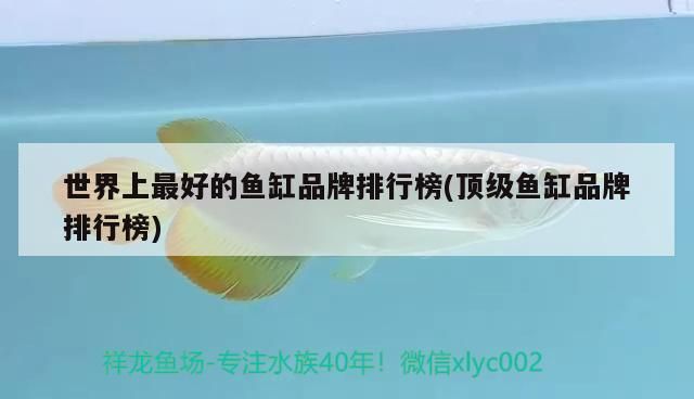 世界上最好的魚缸品牌排行榜(頂級魚缸品牌排行榜)
