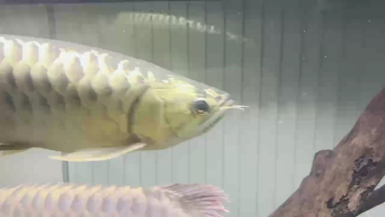 缸霸