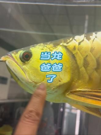 龍魚魚苗圖片欣賞視頻