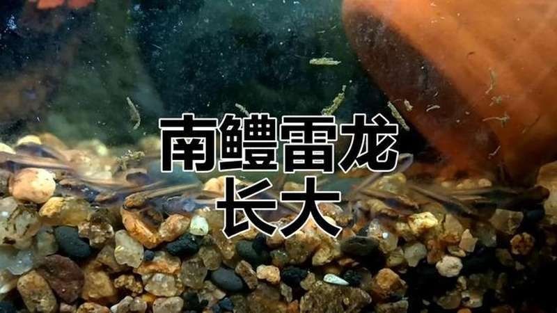 龍魚魚苗圖片欣賞視頻