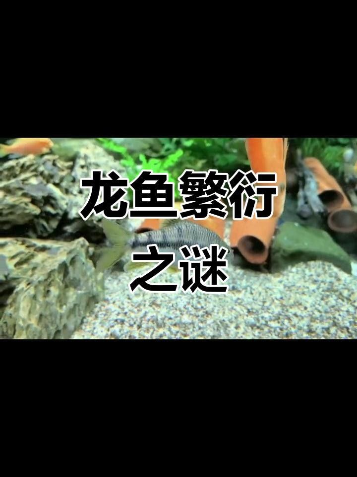 龍魚魚苗圖片欣賞視頻